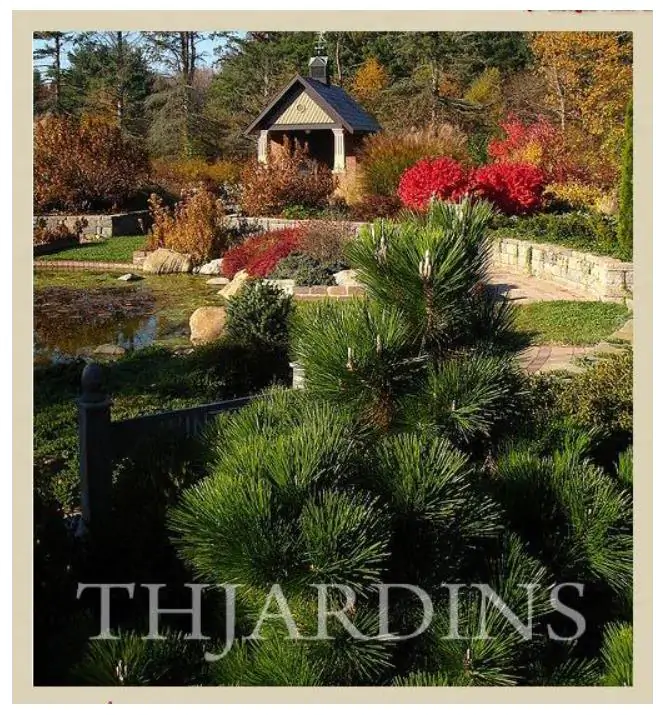 Pinus thunbergii - Pinheiro negro Japonês - Imagem 13