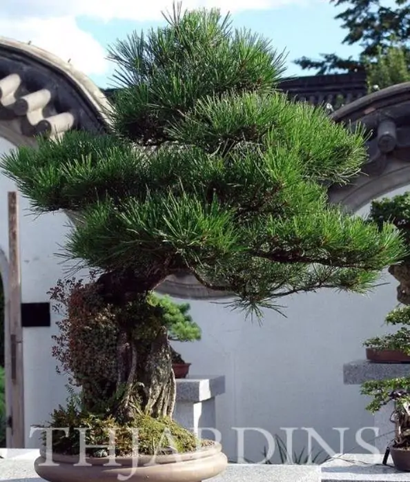 Pinus thunbergii - Pinheiro negro Japonês - Imagem 14