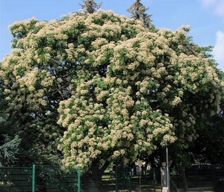 Tetradium danielli (Euodia hupehensis) - Árvore Abelha, Bee-Bee Tree, Árvore do Mel, Evodia - Imagem 7