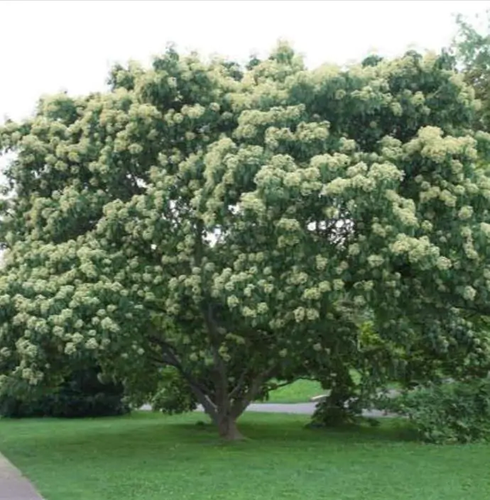 Tetradium danielli (Euodia hupehensis) - Árvore Abelha, Bee-Bee Tree, Árvore do Mel, Evodia - Imagem 9