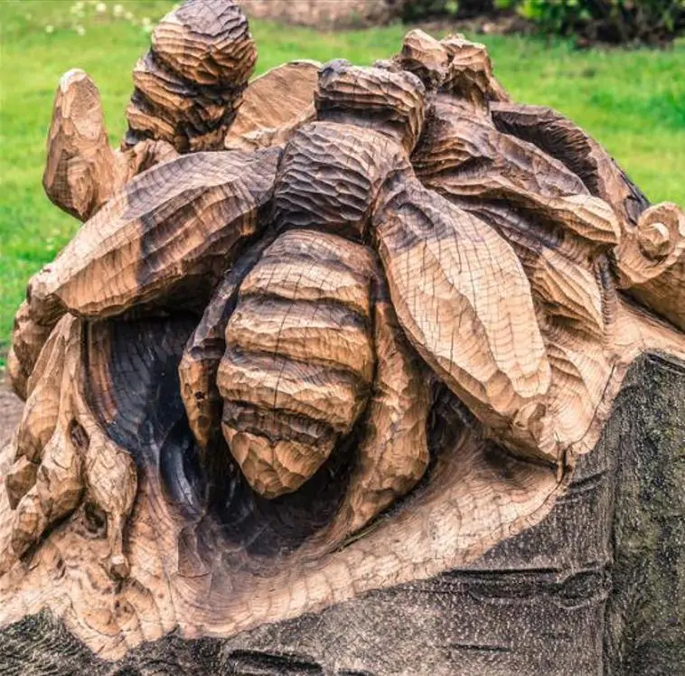 Tetradium danielli (Euodia hupehensis) - Árvore Abelha, Bee-Bee Tree, Árvore do Mel, Evodia - Imagem 10