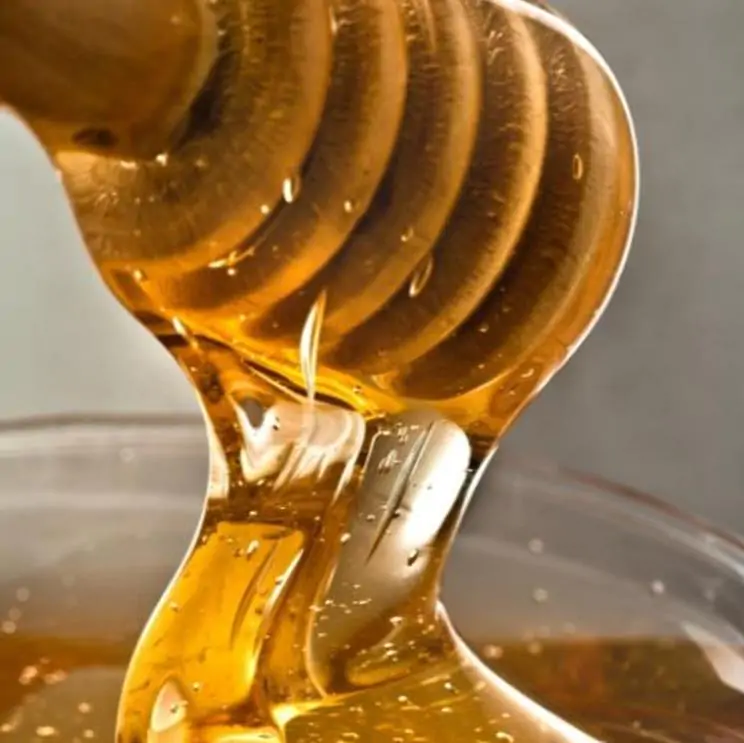 Tetradium danielli (Euodia hupehensis) - Árvore Abelha, Bee-Bee Tree, Árvore do Mel, Evodia - Imagem 12