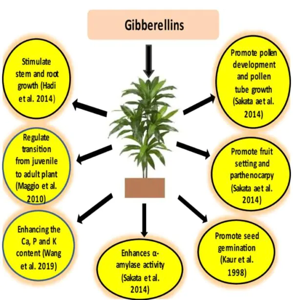 Ácido Giberélico - Giberelina - GA3 (+90%) - GA3 - Ácido Giberélico - Hormônio Vegetal - Imagem 4