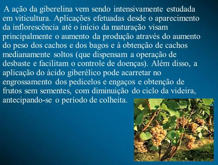 Ácido Giberélico - Giberelina - GA3 (+90%) - GA3 - Ácido Giberélico - Hormônio Vegetal - Imagem 6