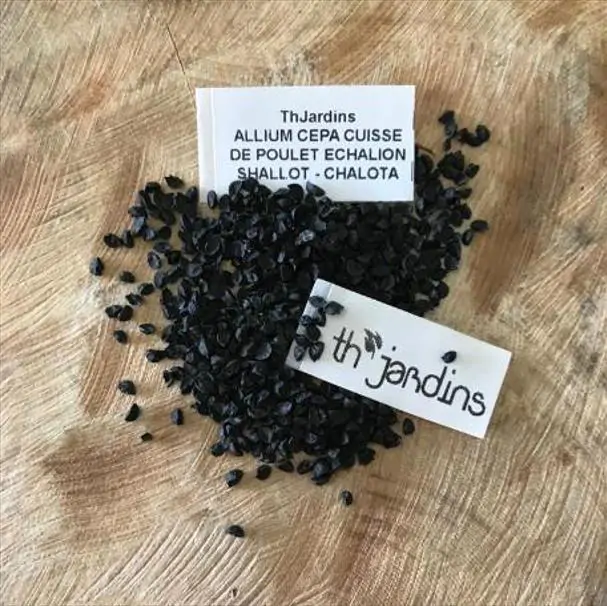 Allium cepa 'Cuisse de Poulet' Echalion (Allium ascalonicum) - Chalota Francesa, Échalote, Shallot - Imagem 2