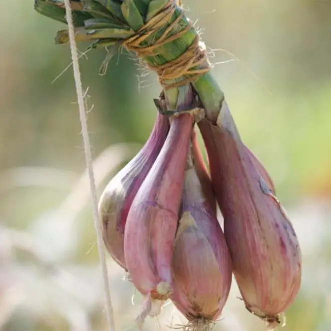 Allium cepa 'Cuisse de Poulet' Echalion (Allium ascalonicum) - Chalota Francesa, Échalote, Shallot