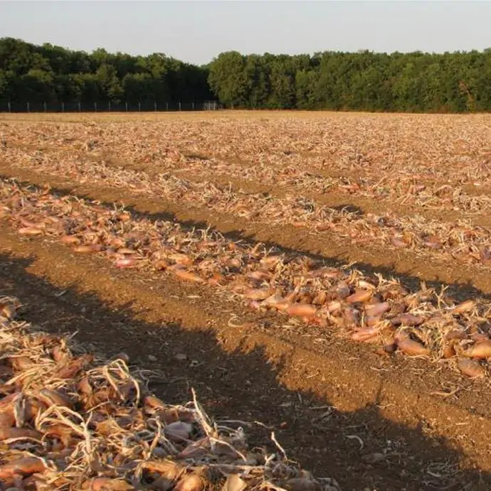 Allium cepa 'Cuisse de Poulet' Echalion (Allium ascalonicum) - Chalota Francesa, Échalote, Shallot - Imagem 3