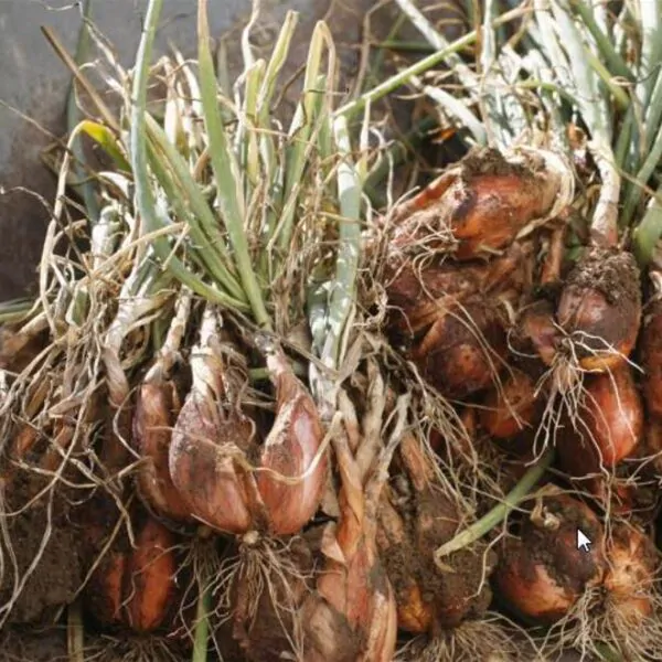 Allium cepa 'Cuisse de Poulet' Echalion (Allium ascalonicum) - Chalota Francesa, Échalote, Shallot - Imagem 4