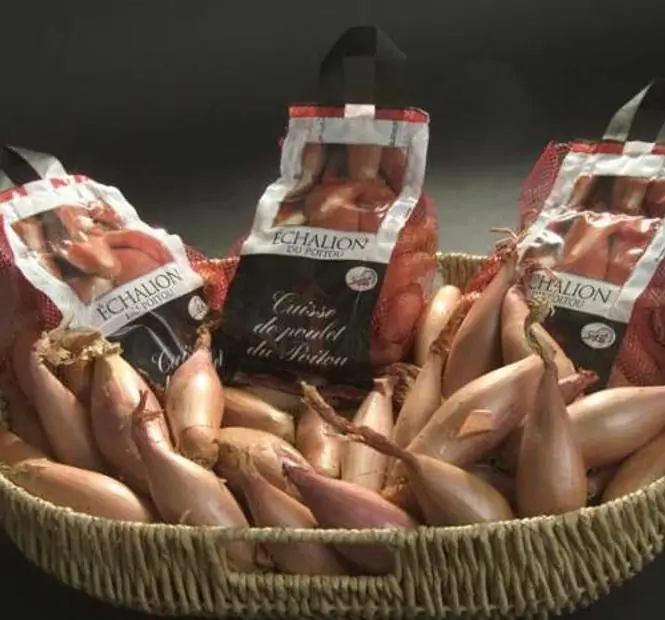 Allium cepa 'Cuisse de Poulet' Echalion (Allium ascalonicum) - Chalota Francesa, Échalote, Shallot - Imagem 5