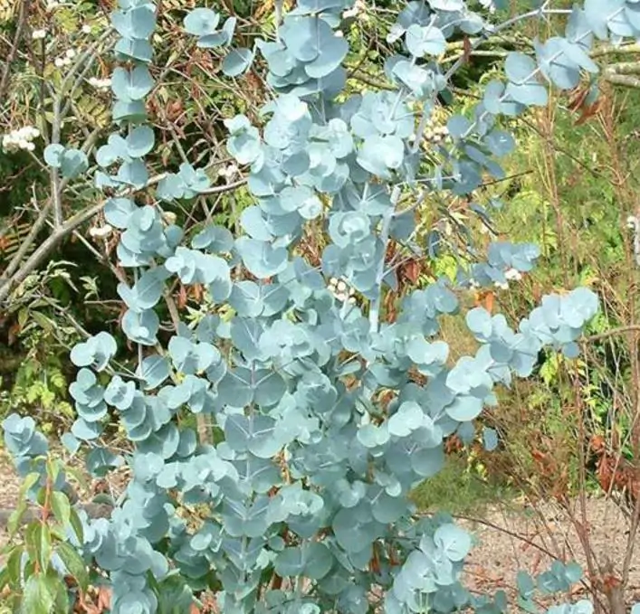 Corymbia gunnii - Eucalipto Goma de Cidra, Eucalipto Maple Syrup, Eucalipto Xarope de Bordo - Imagem 4