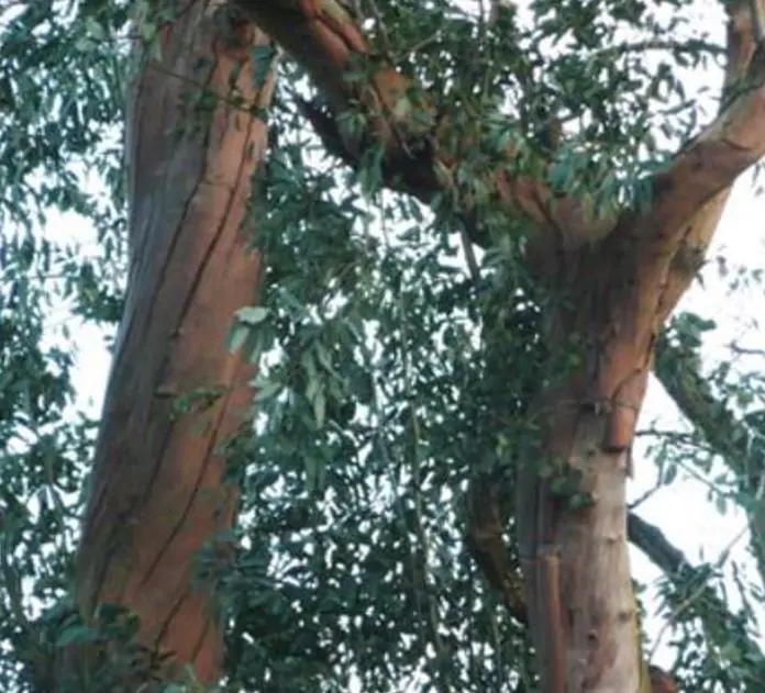 Corymbia gunnii - Eucalipto Goma de Cidra, Eucalipto Maple Syrup, Eucalipto Xarope de Bordo - Imagem 7