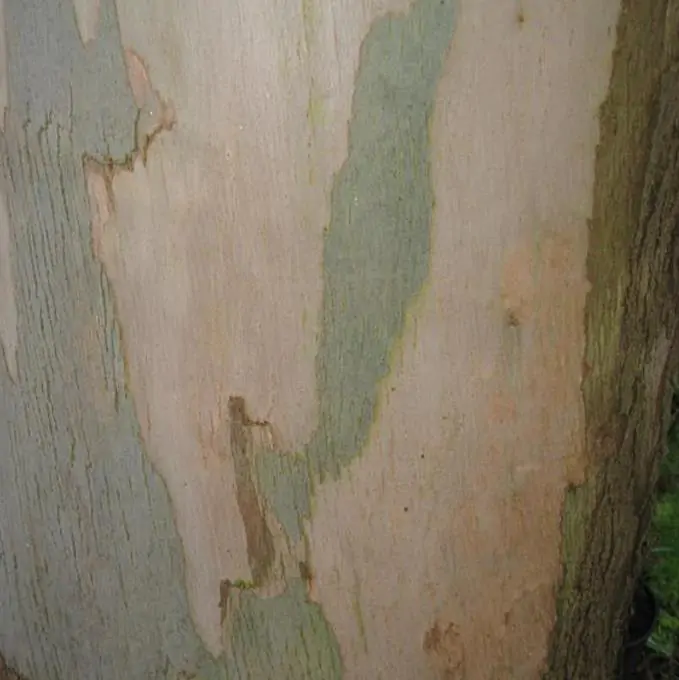 Corymbia gunnii - Eucalipto Goma de Cidra, Eucalipto Maple Syrup, Eucalipto Xarope de Bordo - Imagem 9