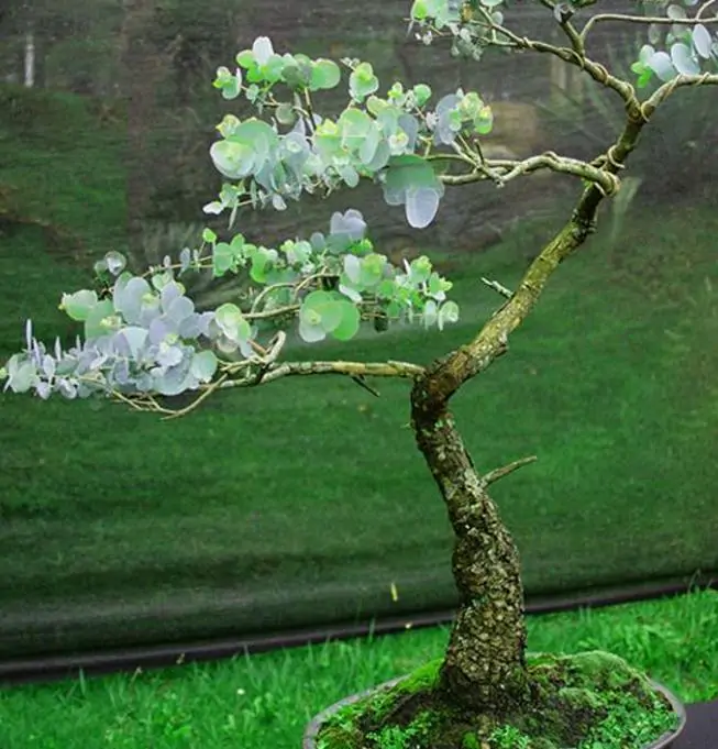 Corymbia gunnii - Eucalipto Goma de Cidra, Eucalipto Maple Syrup, Eucalipto Xarope de Bordo - Imagem 10