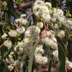 Eucalyptus bridgesiana - Eucalipto Goma de Maçã, Eucalipto Caixa de Maçã, Eucalipto Maçã, Apple Gum