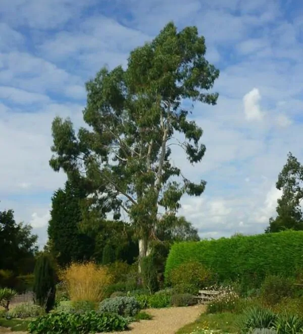 Eucalyptus dalrympleana - Eucalipto da Montanha, Goma de Montanha, Mountain Gum - Imagem 4
