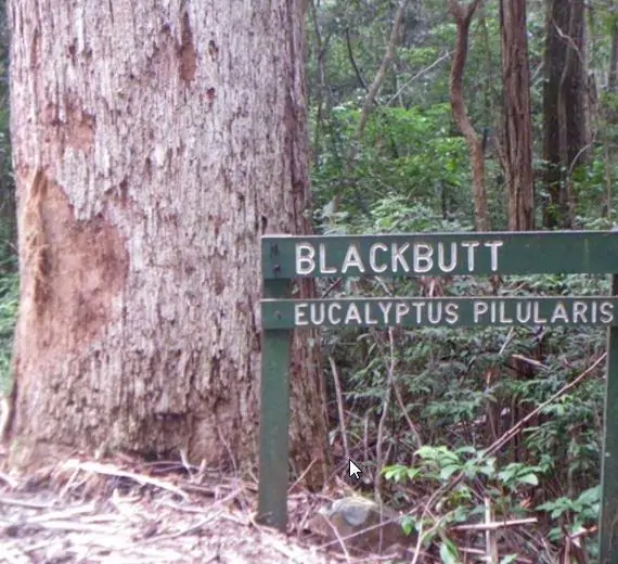 Eucalyptus Pilularis - Eucalipto Blackbutt, Timber Tree Eucalyptus, Wooly Gum, Valuable Timber Tree