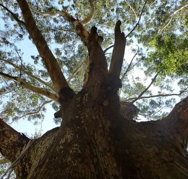 Eucalyptus Pilularis - Eucalipto Blackbutt, Timber Tree Eucalyptus, Wooly Gum, Valuable Timber Tree - Imagem 2