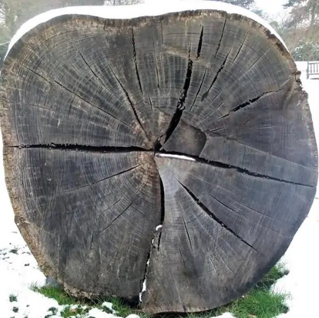 Eucalyptus Pilularis - Eucalipto Blackbutt, Timber Tree Eucalyptus, Wooly Gum, Valuable Timber Tree - Imagem 3