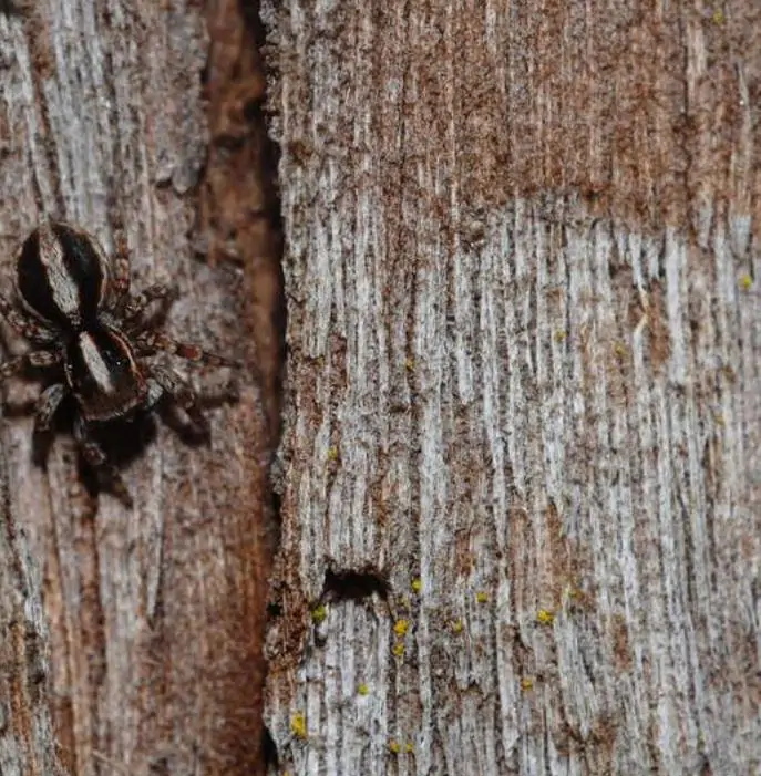 Eucalyptus Pilularis - Eucalipto Blackbutt, Timber Tree Eucalyptus, Wooly Gum, Valuable Timber Tree - Imagem 4