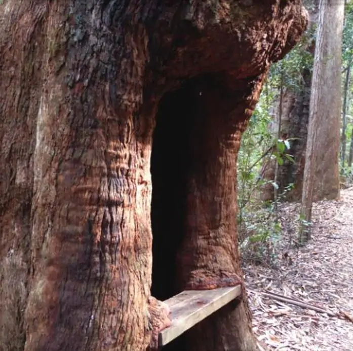 Eucalyptus Pilularis - Eucalipto Blackbutt, Timber Tree Eucalyptus, Wooly Gum, Valuable Timber Tree - Imagem 5
