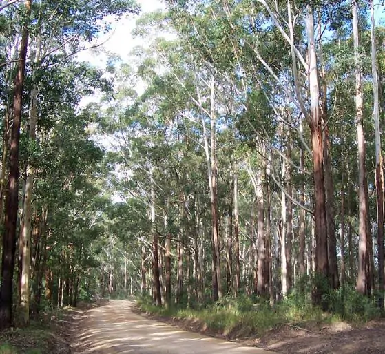 Eucalyptus Pilularis - Eucalipto Blackbutt, Timber Tree Eucalyptus, Wooly Gum, Valuable Timber Tree - Imagem 6