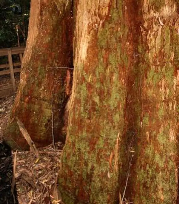 Eucalyptus Pilularis - Eucalipto Blackbutt, Timber Tree Eucalyptus, Wooly Gum, Valuable Timber Tree - Imagem 7