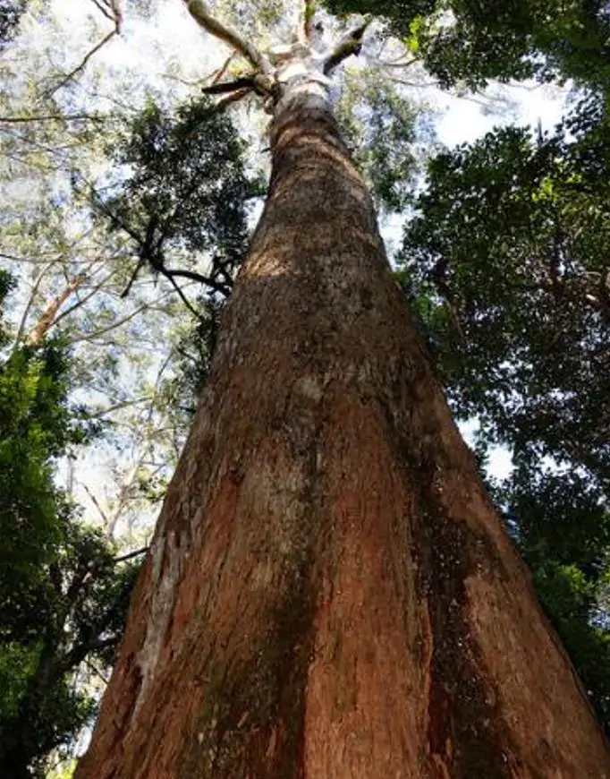 Eucalyptus Pilularis - Eucalipto Blackbutt, Timber Tree Eucalyptus, Wooly Gum, Valuable Timber Tree - Imagem 8
