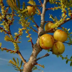 Phyllanthus emblica (Emblica officinalis) - Groselha da Índia, Amla, Emblica, Amalaki, Groselha indiana
