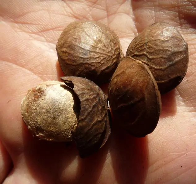 Plukenetia volubilis - Sacha Inchi, Amendoa Inca, Amendoa Lopo