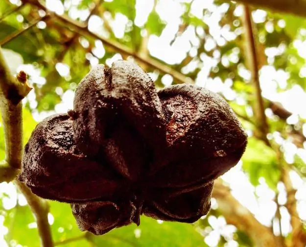 Plukenetia volubilis - Sacha Inchi, Amendoa Inca, Amendoa Lopo - Imagem 4