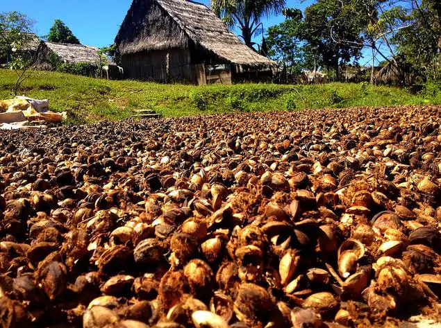 Plukenetia volubilis - Sacha Inchi, Amendoa Inca, Amendoa Lopo - Imagem 5