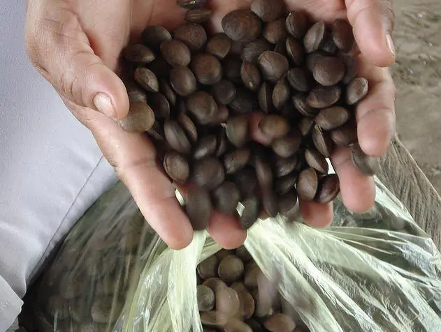 Plukenetia volubilis - Sacha Inchi, Amendoa Inca, Amendoa Lopo - Imagem 6