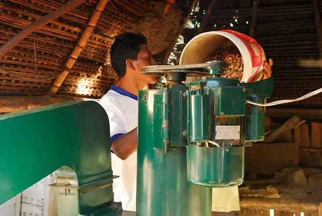 Plukenetia volubilis - Sacha Inchi, Amendoa Inca, Amendoa Lopo - Imagem 7