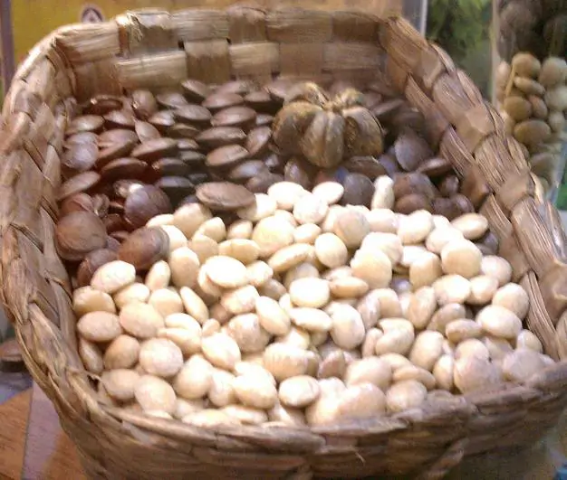 Plukenetia volubilis - Sacha Inchi, Amendoa Inca, Amendoa Lopo - Imagem 11