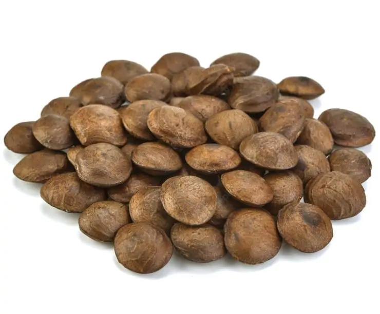 Plukenetia volubilis - Sacha Inchi, Amendoa Inca, Amendoa Lopo - Imagem 13