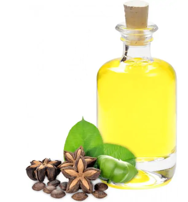 Plukenetia volubilis - Sacha Inchi, Amendoa Inca, Amendoa Lopo - Imagem 14