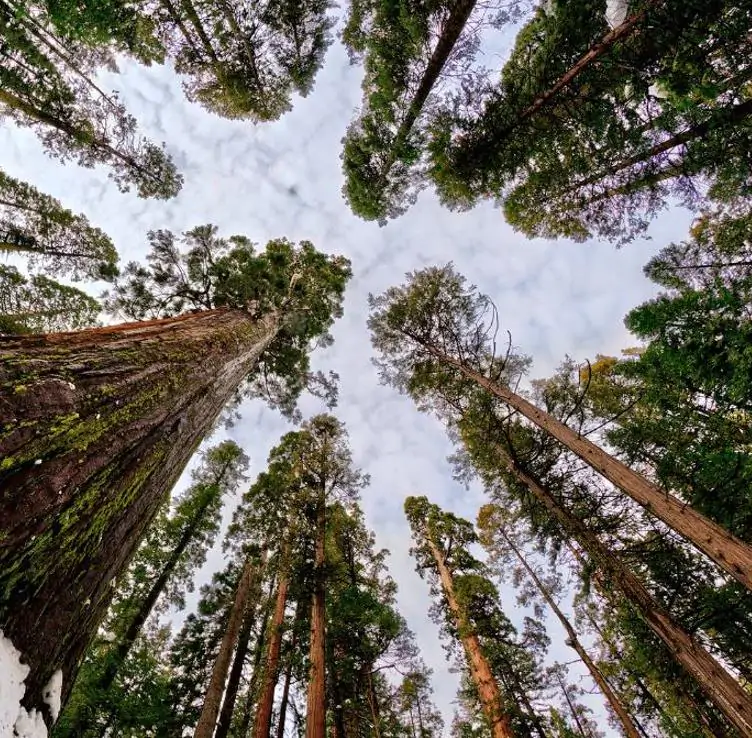 Sequoiadendron giganteum - Sequoia Gigante, Sierra Redwood - Imagem 2