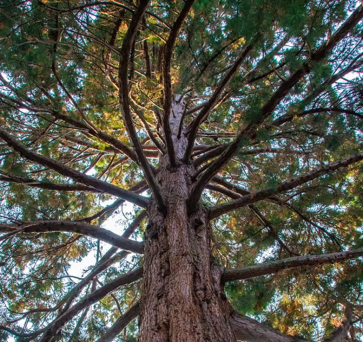 Sequoiadendron giganteum - Sequoia Gigante, Sierra Redwood - Imagem 3