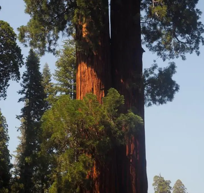 Sequoiadendron giganteum - Sequoia Gigante, Sierra Redwood - Imagem 4