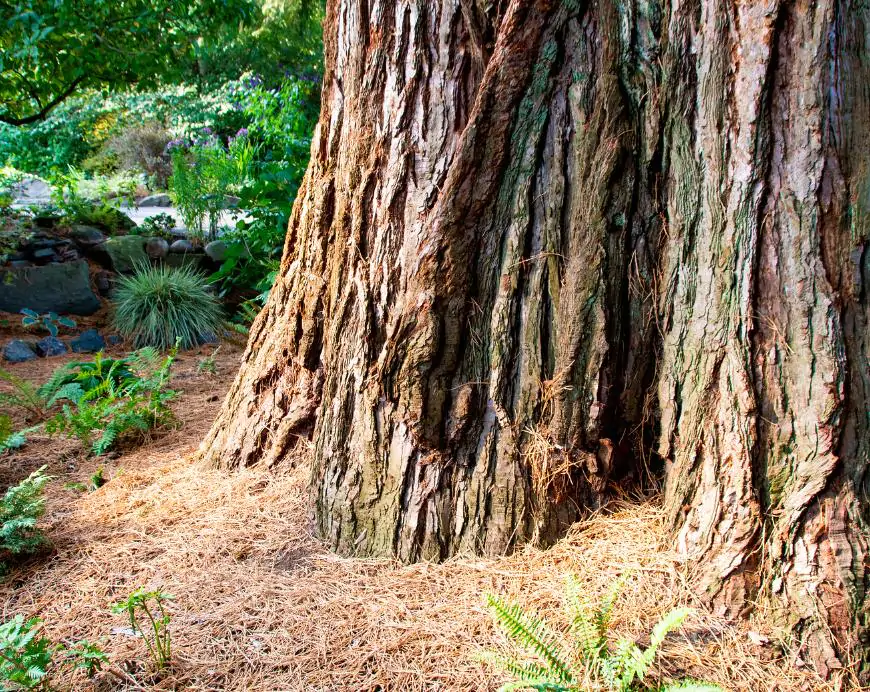 Sequoiadendron giganteum - Sequoia Gigante, Sierra Redwood - Imagem 5
