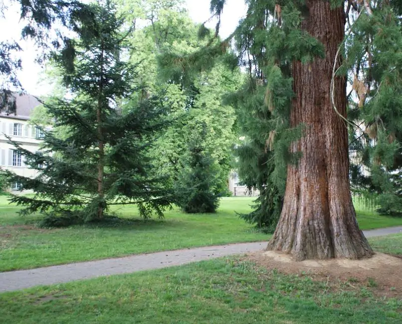 Sequoiadendron giganteum - Sequoia Gigante, Sierra Redwood - Imagem 6
