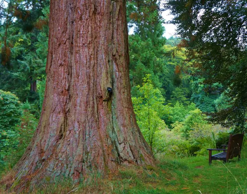 Sequoiadendron giganteum - Sequoia Gigante, Sierra Redwood - Imagem 7