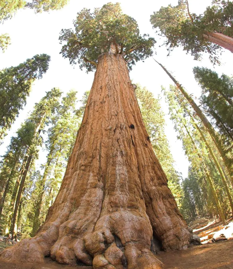 Sequoiadendron giganteum - Sequoia Gigante, Sierra Redwood - Imagem 8