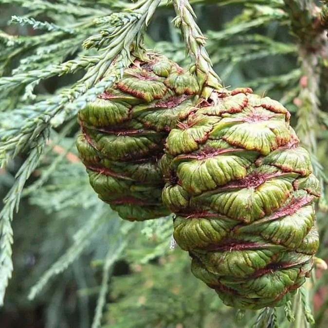 Sequoiadendron giganteum - Sequoia Gigante, Sierra Redwood - Imagem 9