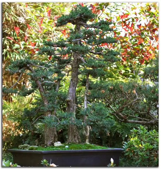 Sequoiadendron giganteum - Sequoia Gigante, Sierra Redwood - Imagem 10