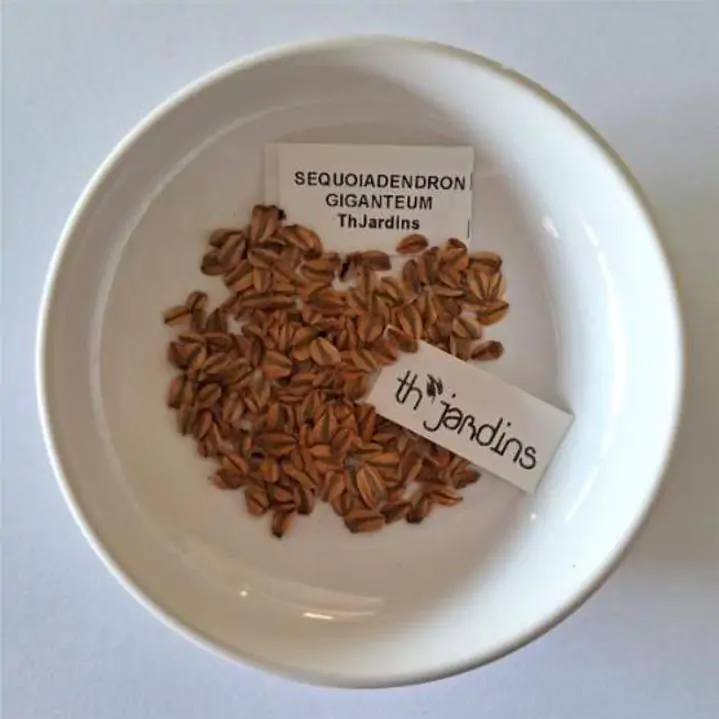 Sequoiadendron giganteum - Sequoia Gigante, Sierra Redwood - Imagem 12