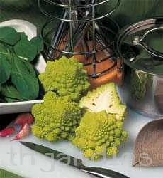 - BABY ROMANESCO