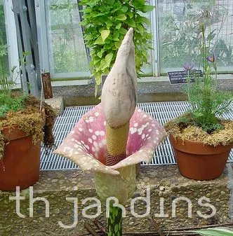 AMORPHOPHALLUS BULBIFERA - AMORPHOPHALLUS BULBIFERA