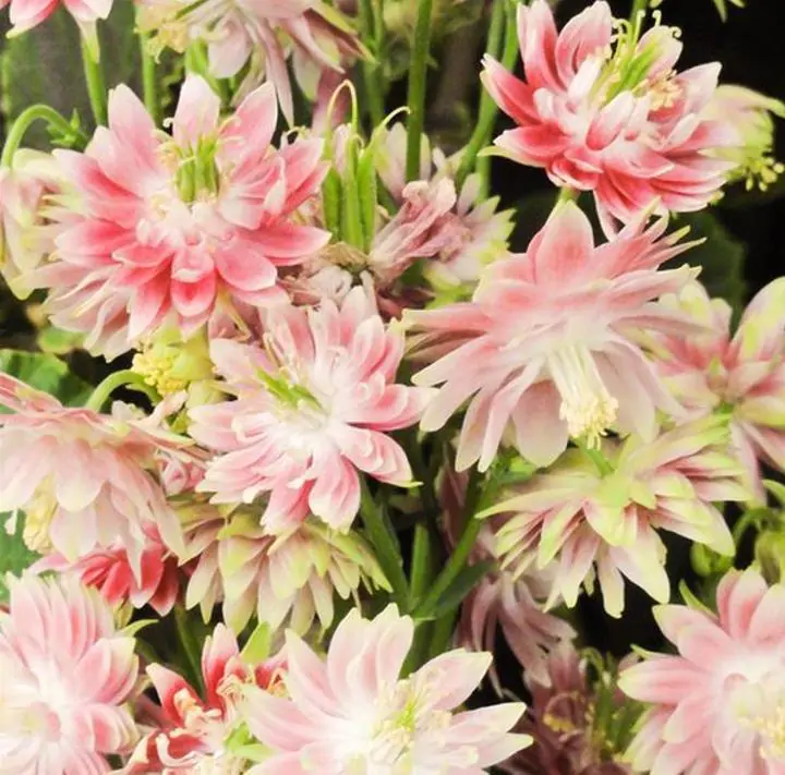 Aquilegia vulgaris Stellata Nora Barlow - Aquilegia Flor de Clematis (tricolor), Rosa Columbina Dobrada Tricolor (rosa, br