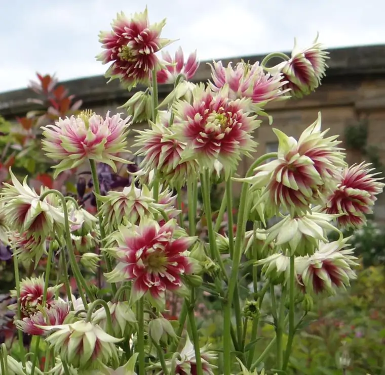 Aquilegia vulgaris Stellata Nora Barlow - Aquilegia Flor de Clematis (tricolor), Rosa Columbina Dobrada Tricolor (rosa, br - Imagem 3